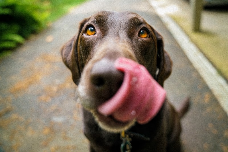 A black dog licking its nose.
