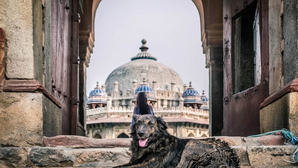 The 75 Best Indian Dog Names For The Dog People By Rover Com