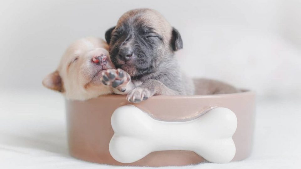 two puppies in dog food bowl