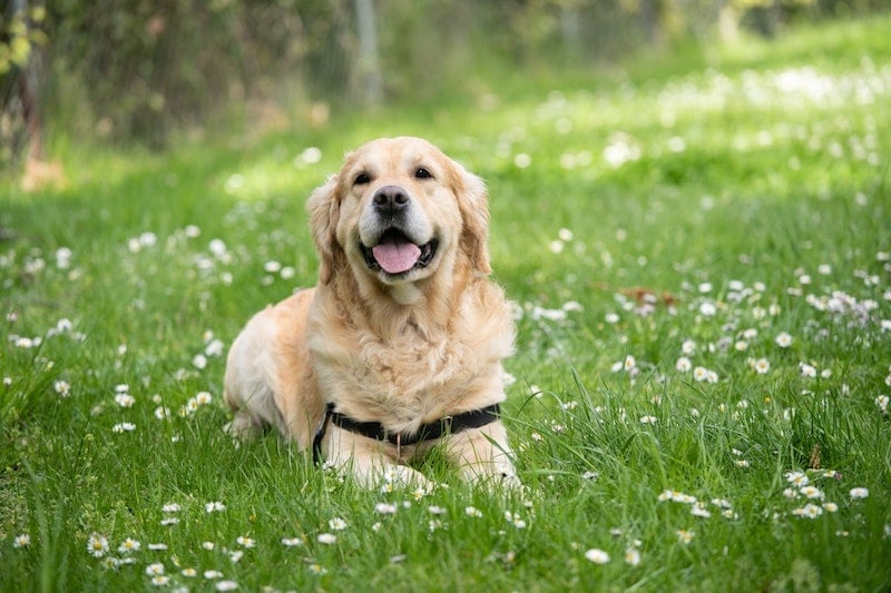 A golden-colored dog smiling in a field.