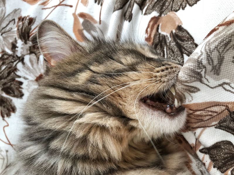 Cat Chewing Fabric - 123RF