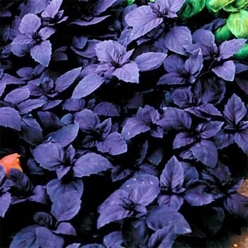 purple basil leaves