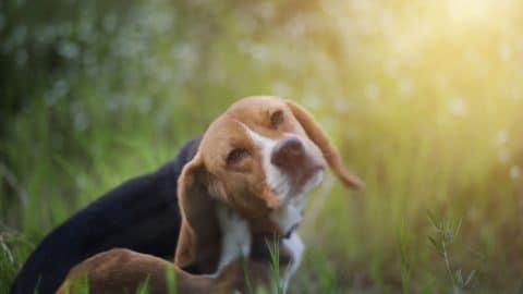Dog Scratching - 123RF