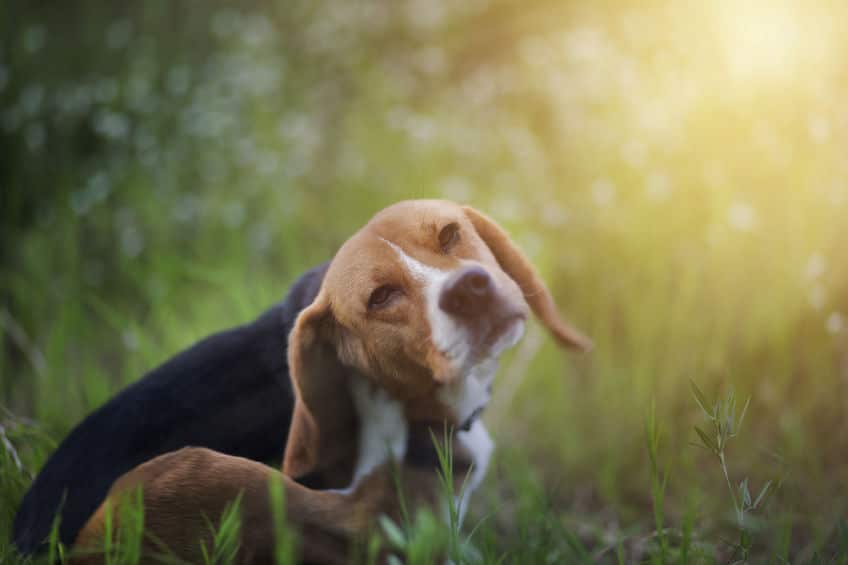 Dog Seasonal Allergies How to Spot Them and How to Help
