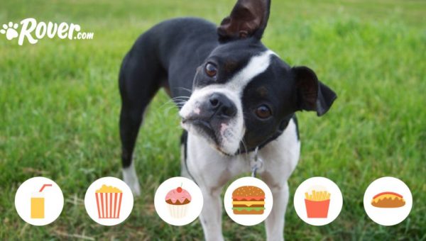 Your Dog S Eaten A Slice Of Ham What Should You Do