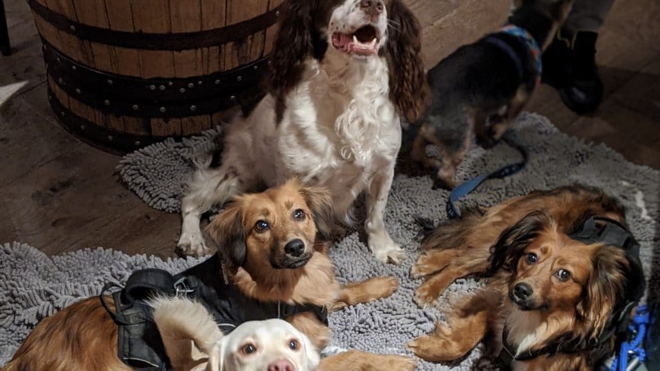 Top 5 Dog-Friendly Bars in Edinburgh | The Dog People by Rover.com