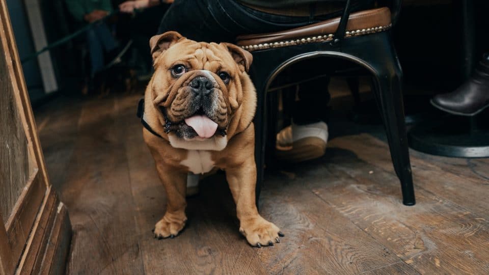 Dog-friendly restaurants in boston: a bulldog on a leash at a dog-friendly patio