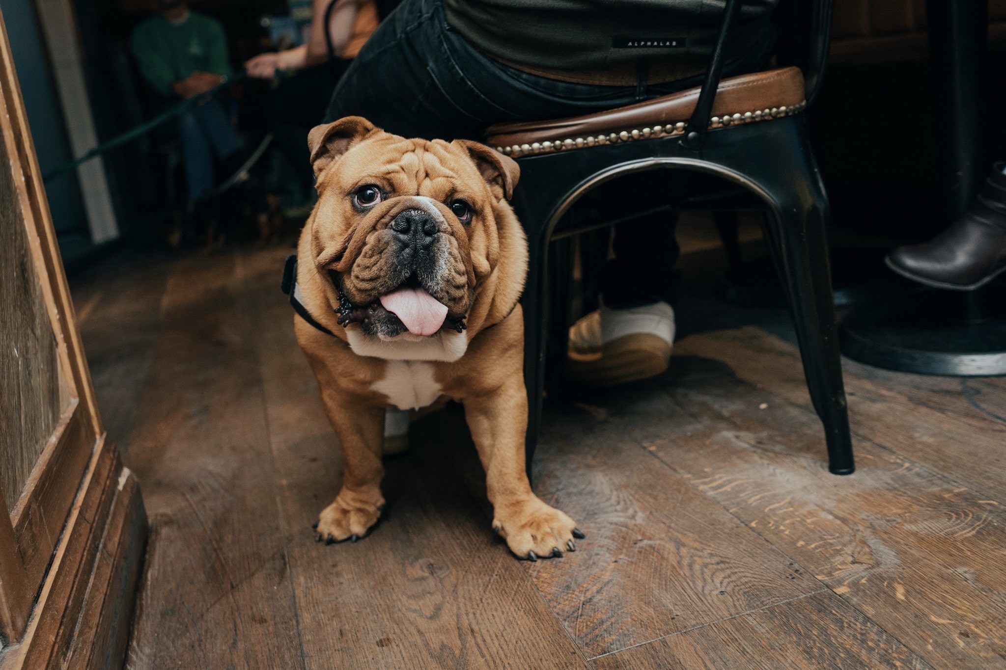 Top 7 DogFriendly Restaurants in Edinburgh The Dog People by