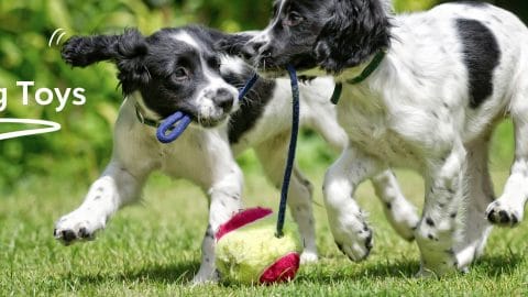 DIY Dog Toys