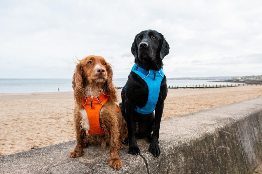 Top 6 DogFriendly Days Out in Edinburgh The Dog People by