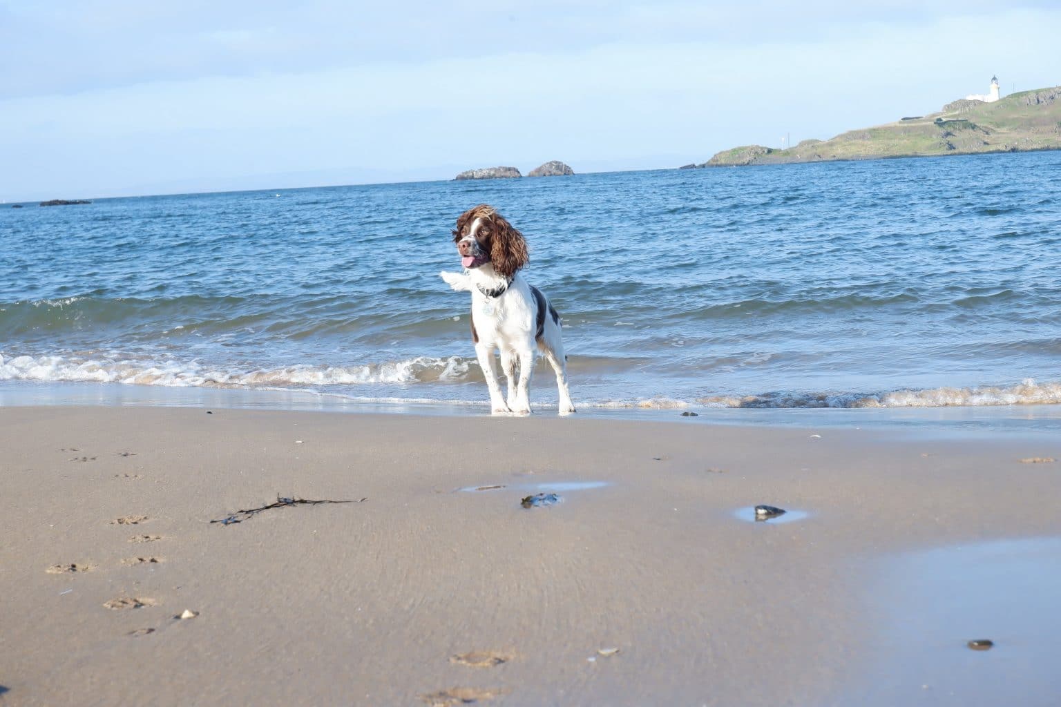 Top 6 DogFriendly Days Out in Edinburgh The Dog People by
