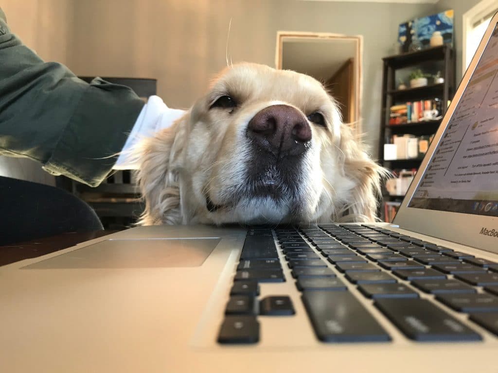 chien et ordinateur