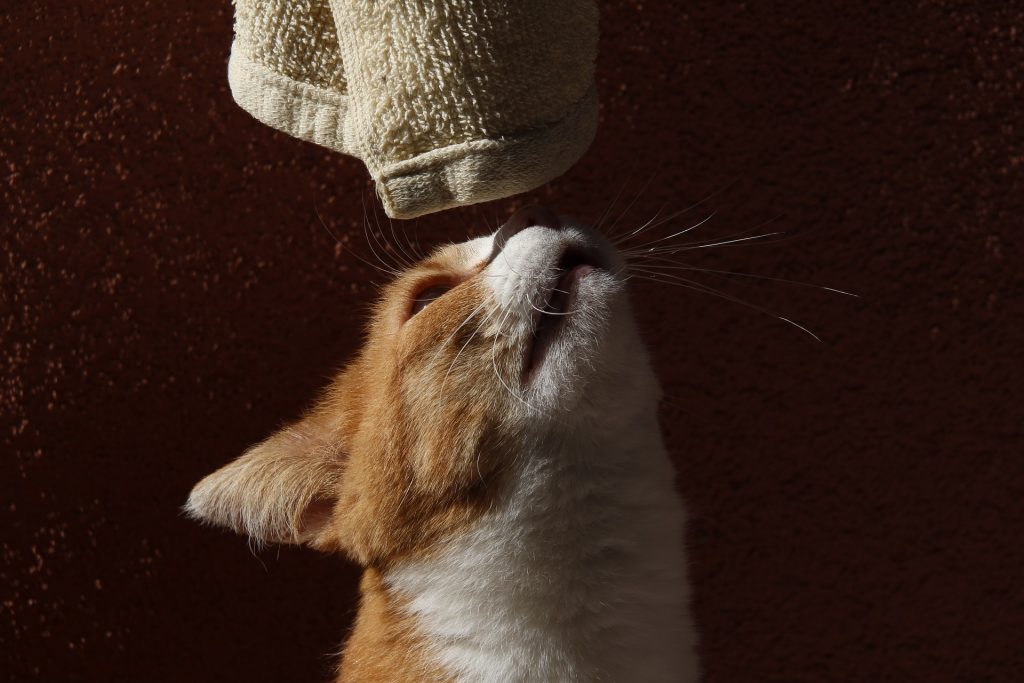 cat looking at towel