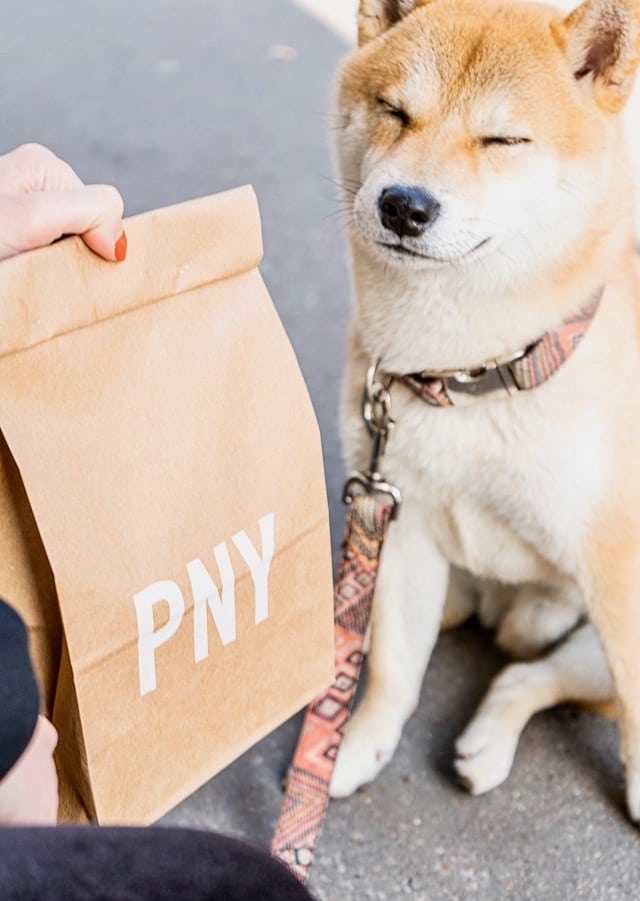 burgers et restaurant dog friendly paris