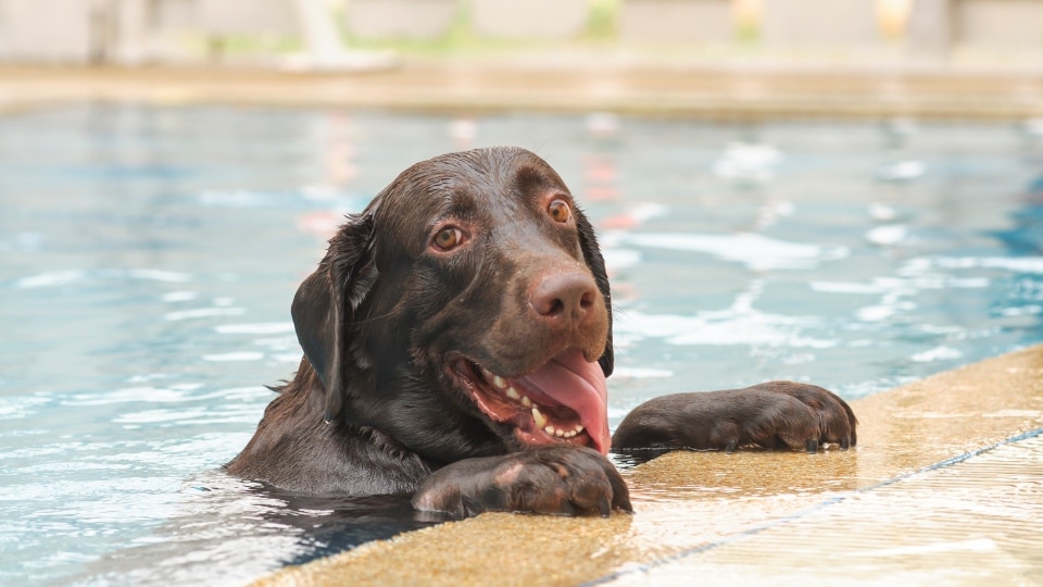 Abre en Madrid la primera piscina solo para perros