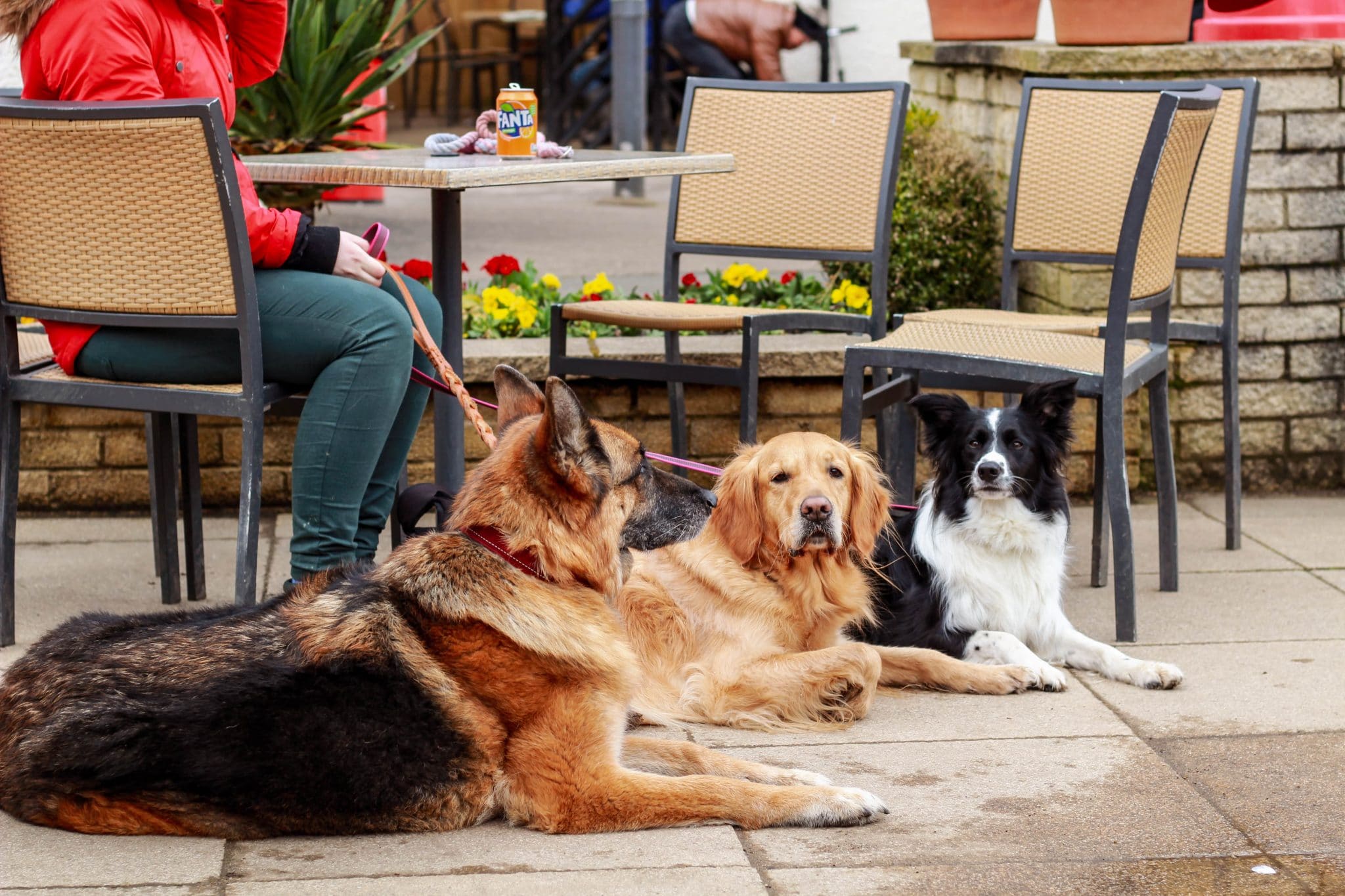 Dine With Your Dog Top Dog Friendly Restaurants Across The Country