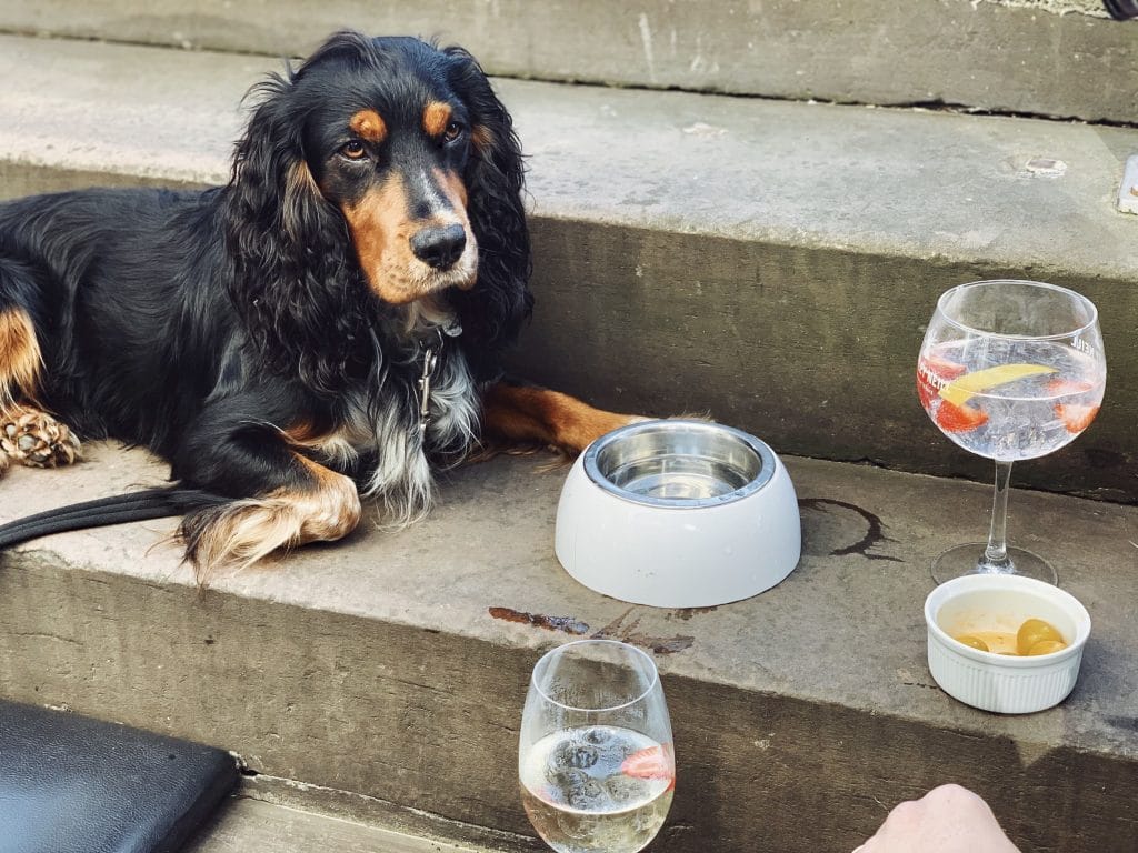 Top 8 DogFriendly Restaurants in Edinburgh The Dog People by