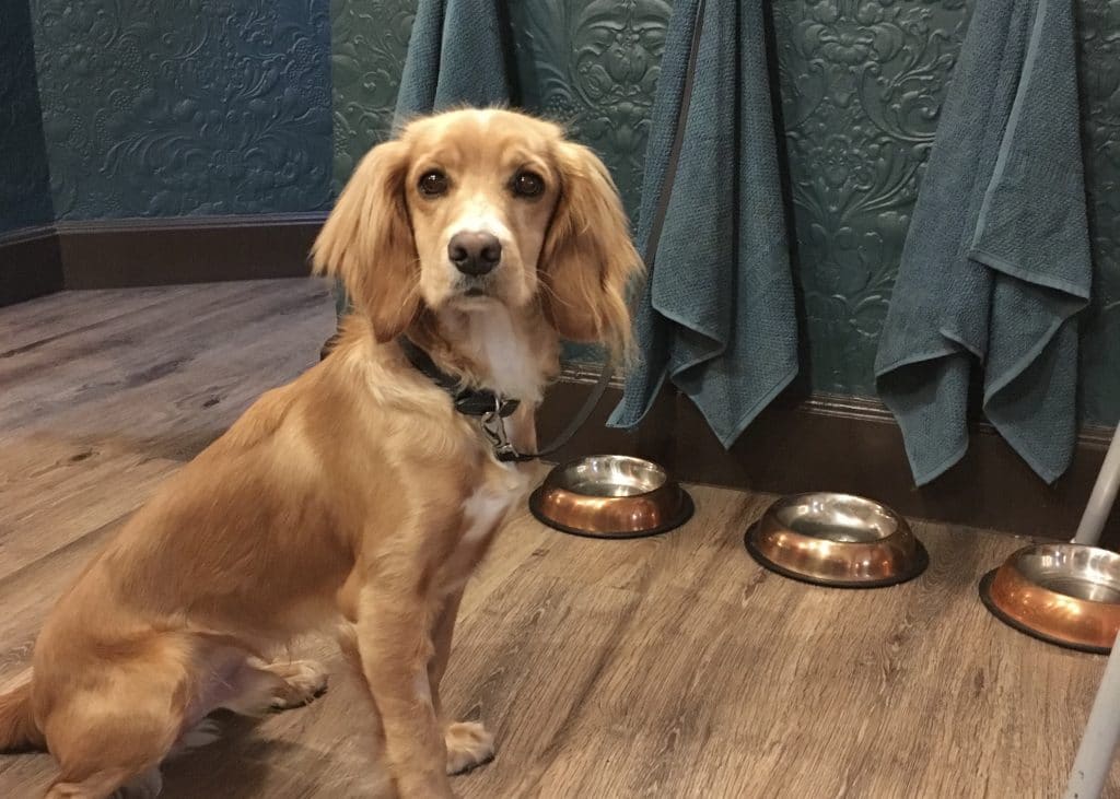 Top 8 DogFriendly Restaurants in Edinburgh The Dog People by
