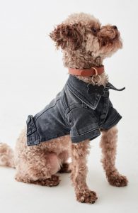 jean jackets for dogs