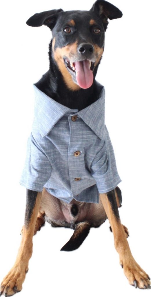 Dog Jean Jackets The Best Dog Jean Jackets for the Hippest Pups