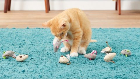 cat playing with toy mice with catnip for cats