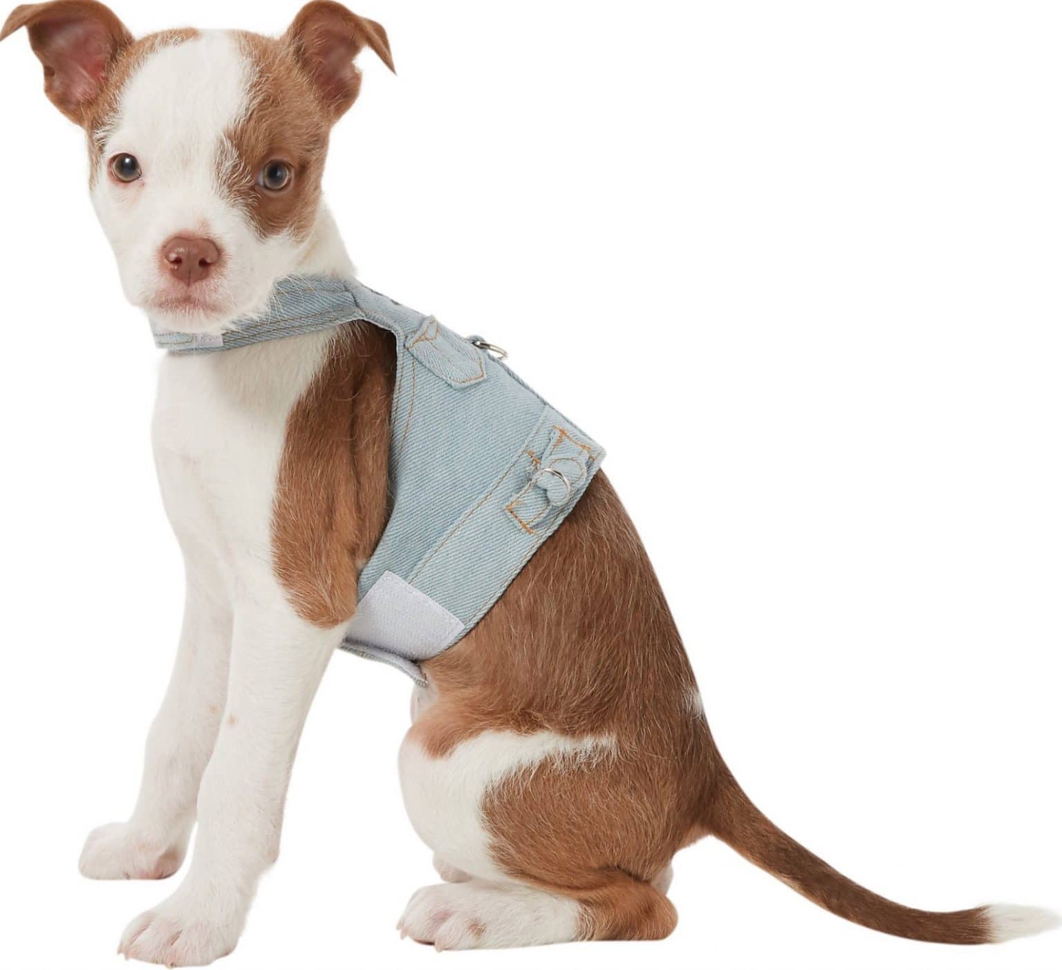 Dog Jean Jackets The Best Dog Jean Jackets for the Hippest Pups