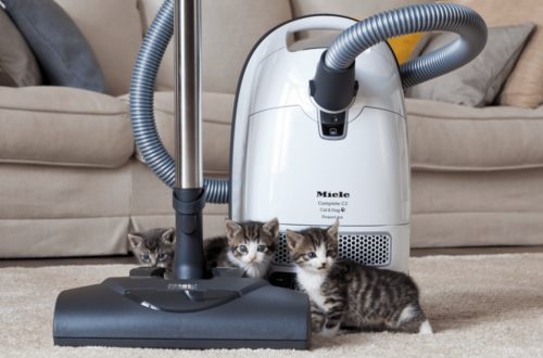 cat-vacuum