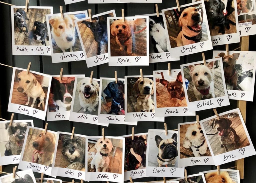 Top 10 DogFriendly Cafes in Edinburgh The Dog People by