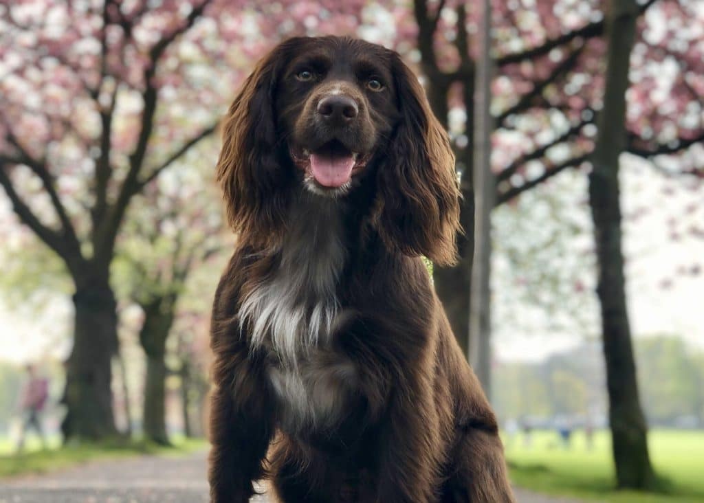 Top 8 DogFriendly Dog Parks in Edinburgh The Dog People by