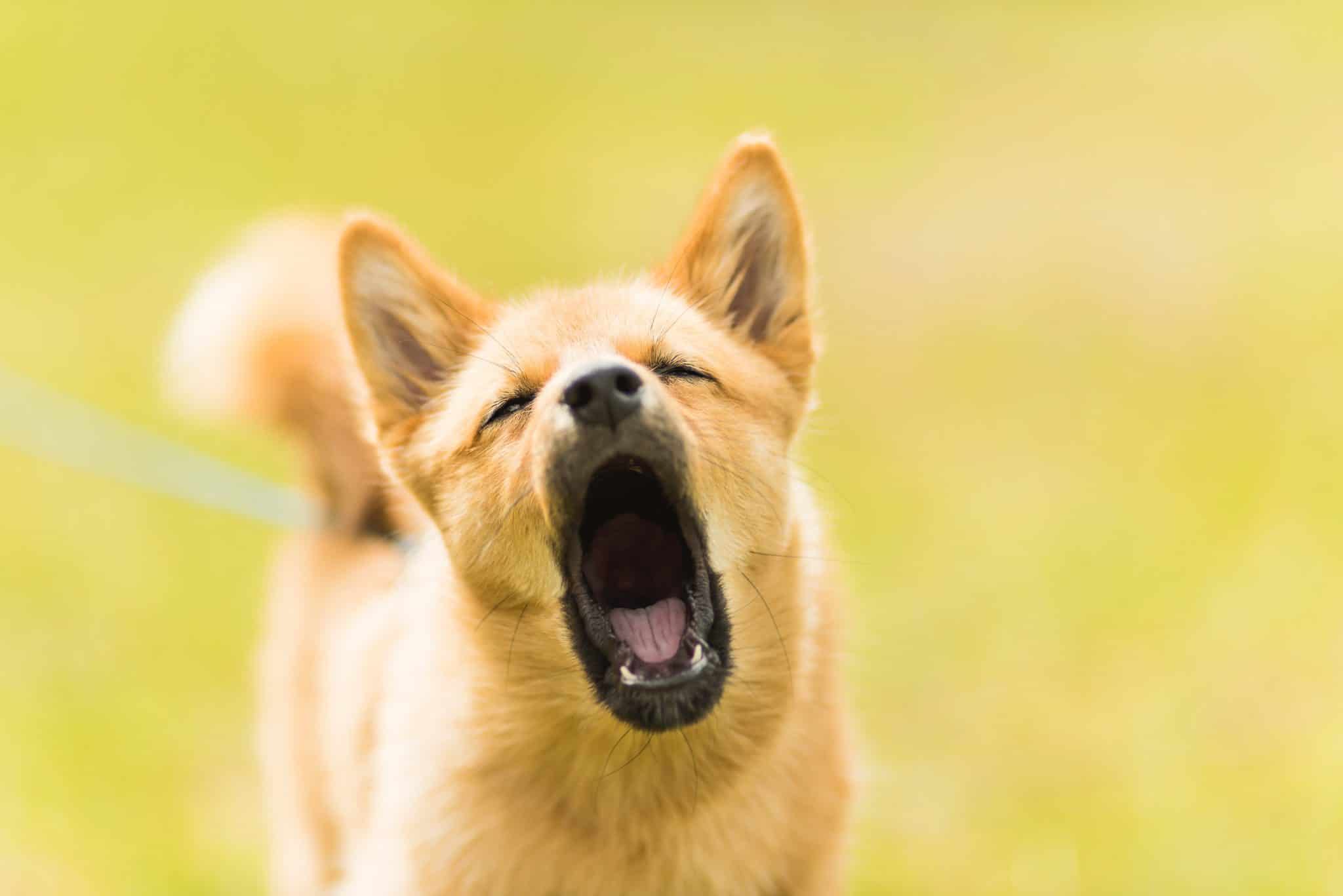 Puppy Barking: How to Train a Noisy 