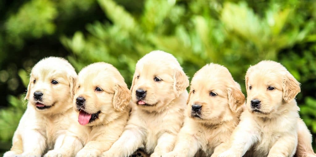 golden retriever puppies puppy find