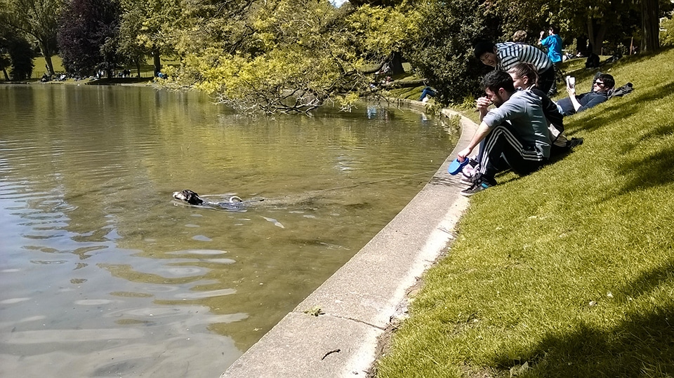 chien qui se baigne dans parc à Paris