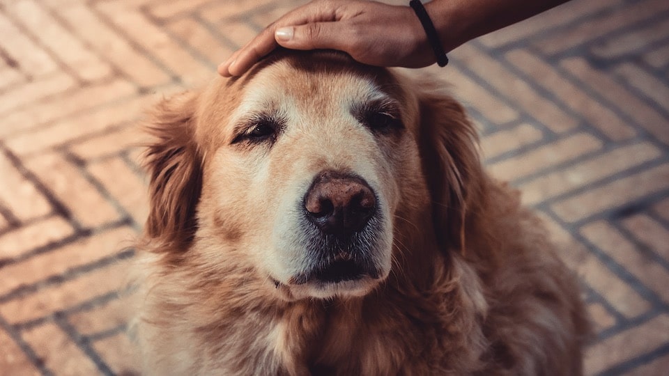 8 signes précurseurs du cancer chez le chien que vous devez connaître