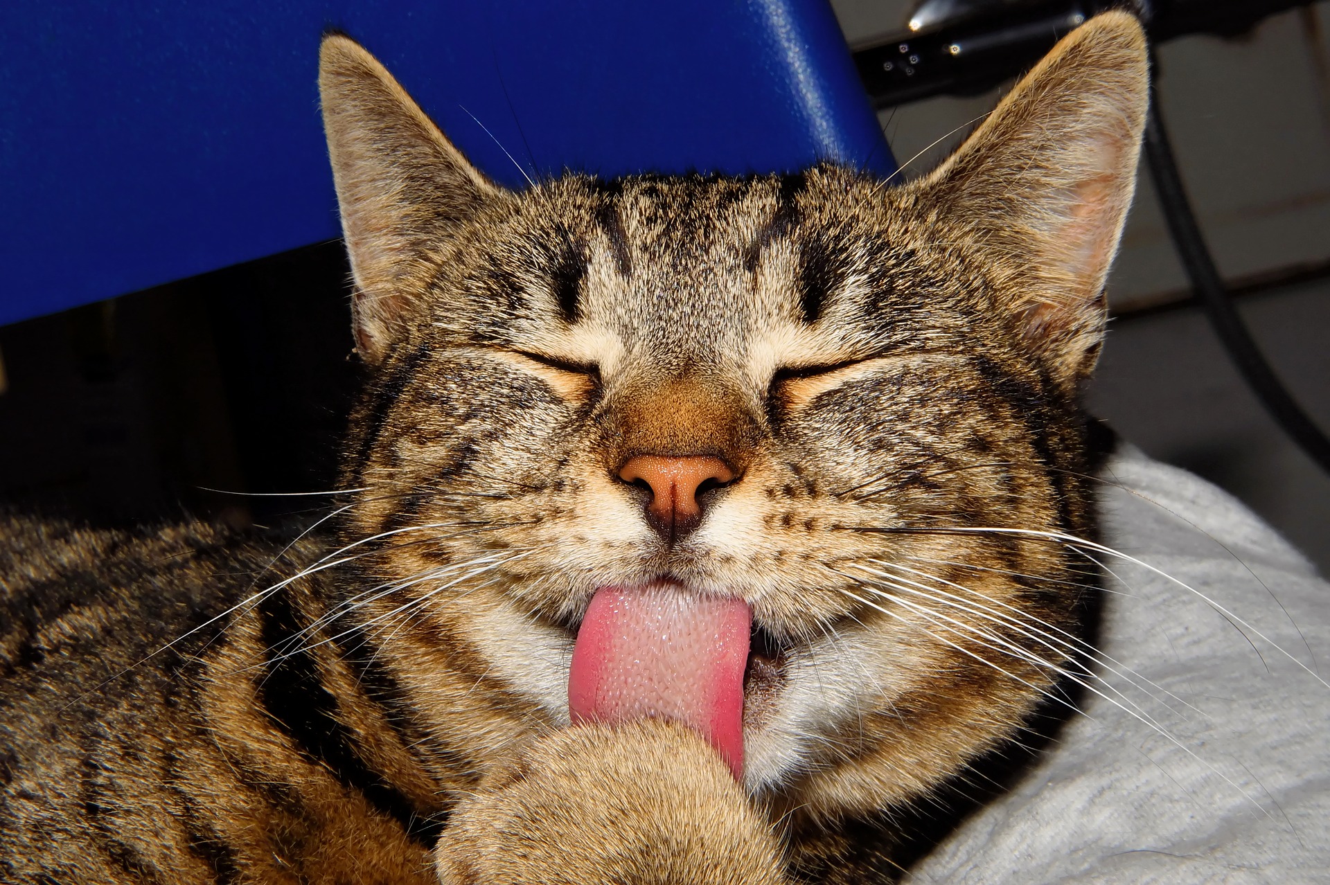 Why Are Cat Tongues Rough? It's Not Just for Grooming