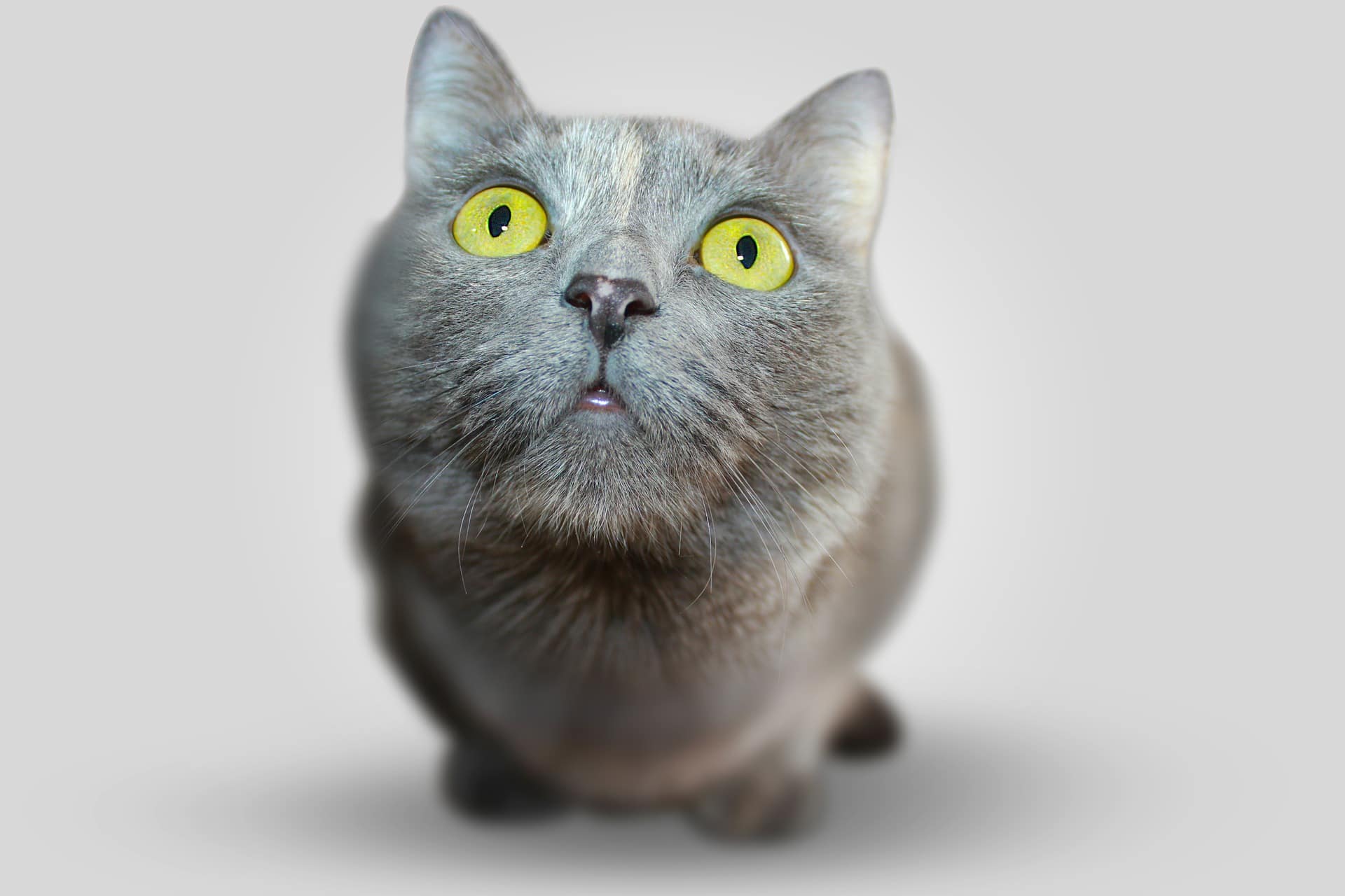 7 Gray Cat Breeds Who Are Happy to Brighten Your Day
