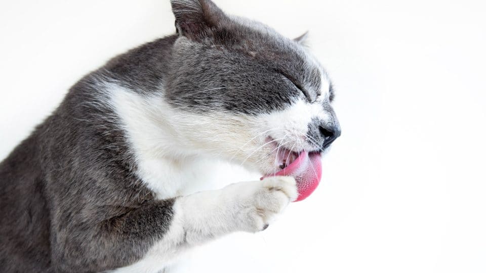 Why Are Cat Tongues Rough? It's Not Just for Grooming