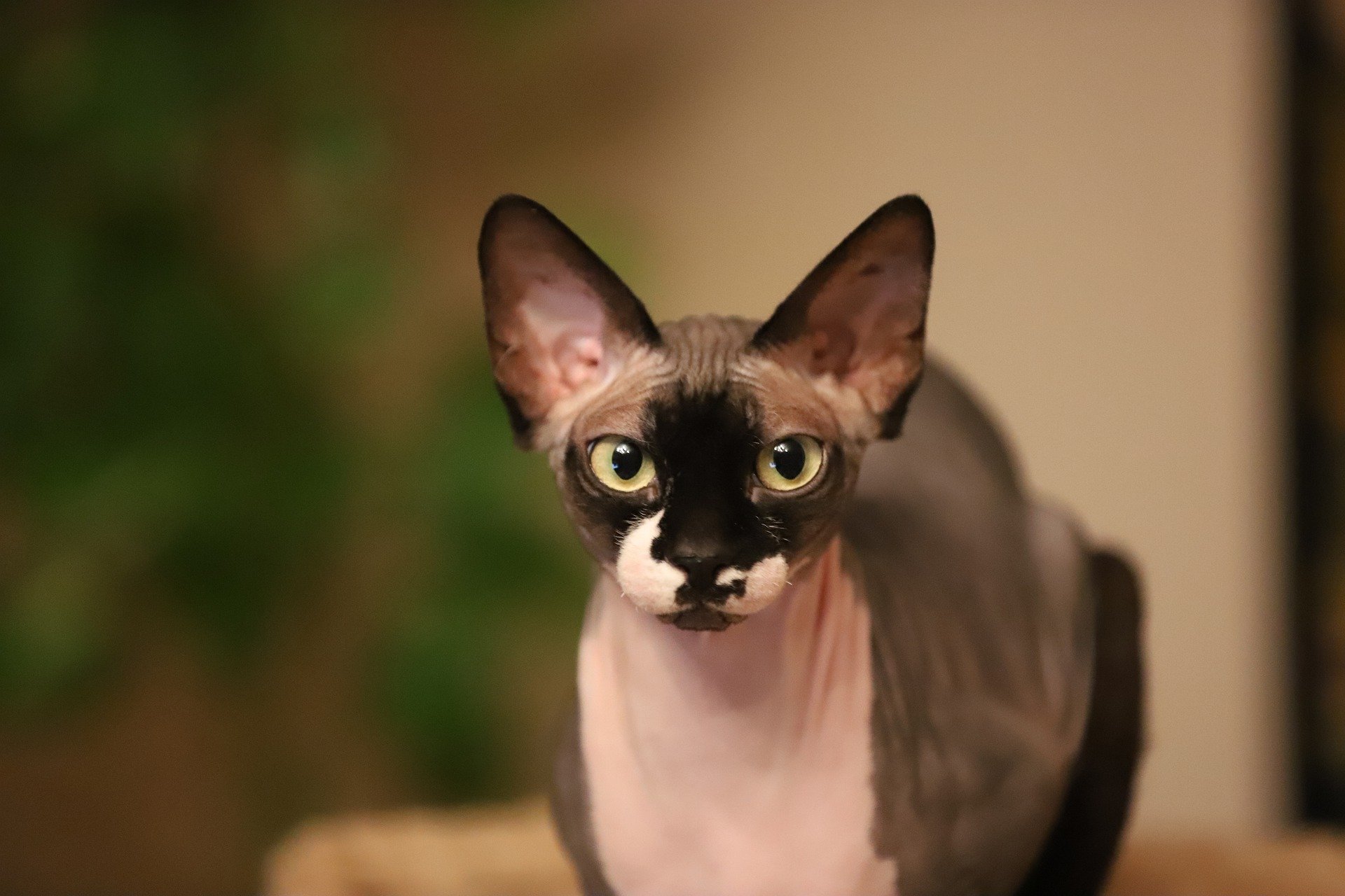 6 Hairless Cat Breeds You Need to Know About (Because They're Great)