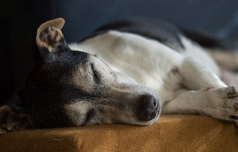 chien allongé sur le canapé
