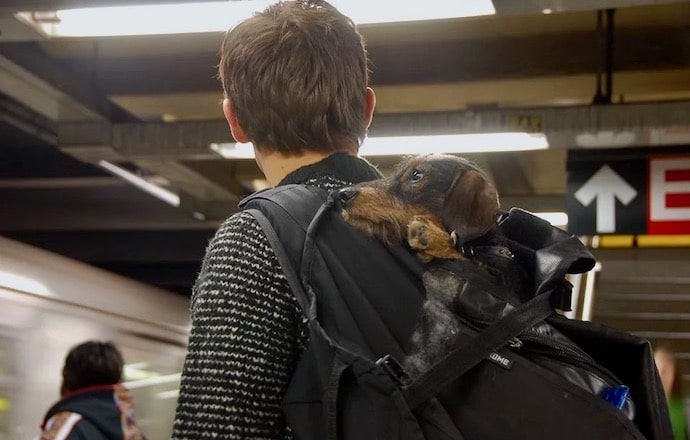 chien dans le métro dans le sac de son maitre