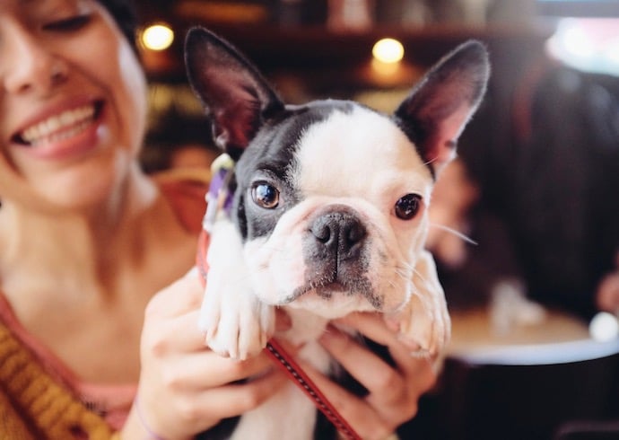 Les 10 Meilleurs Restaurants Dog Friendly De Paris Rover Com