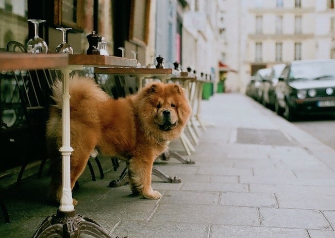 Terrasse d'un restaurant qui accepte les chiens à paris