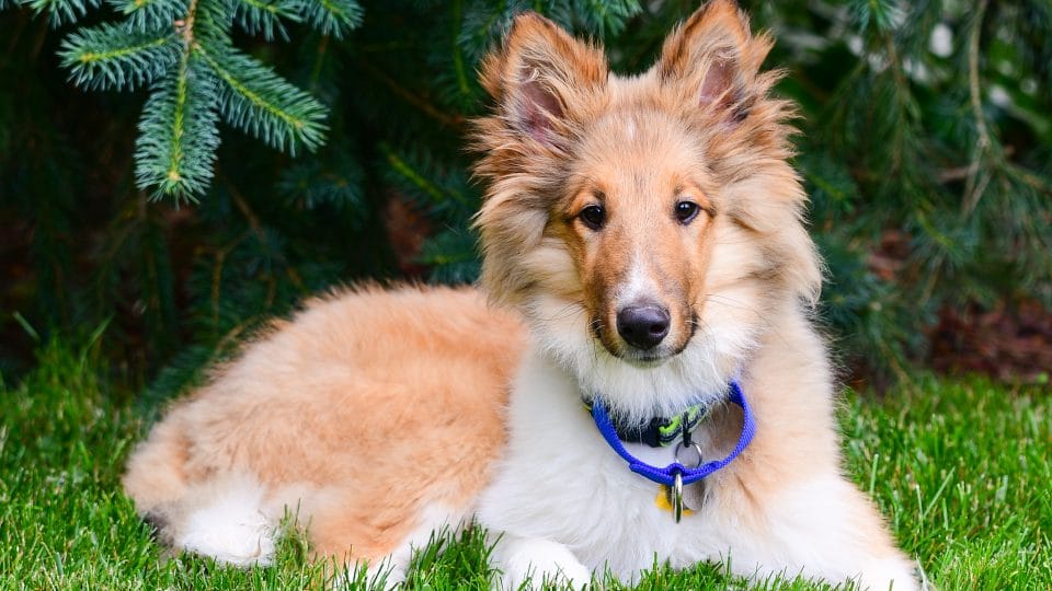 all about collies