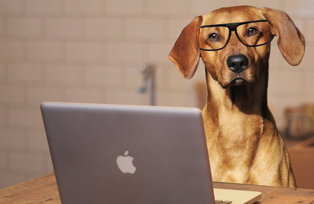 20 Pets Who Want You to Stop Working From Home Right Now