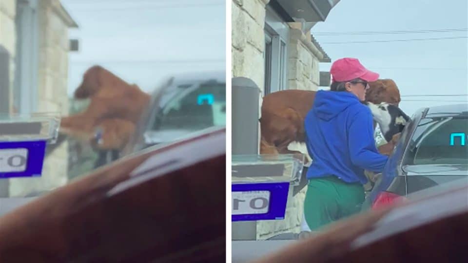 Nothing Will Come Between This Good Boy and His Puppuccino. Nothing