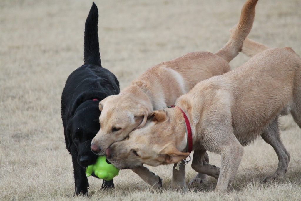 dogs playing with ball