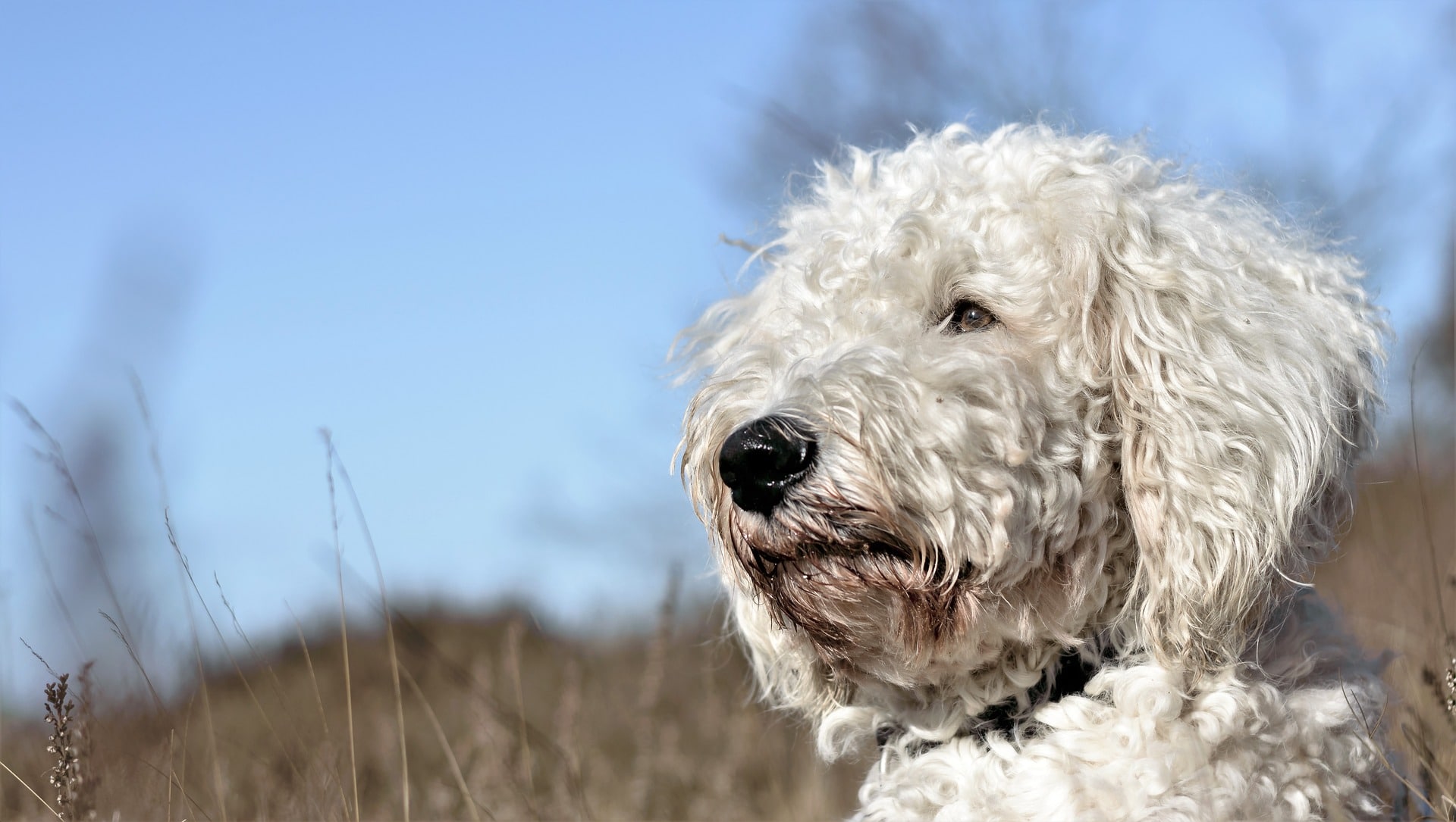 The Best Dog Food for Goldendoodles for 2020 The Dog People