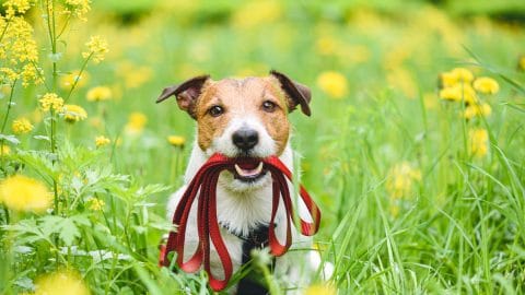 Jack Russell Terrier dog with red leash