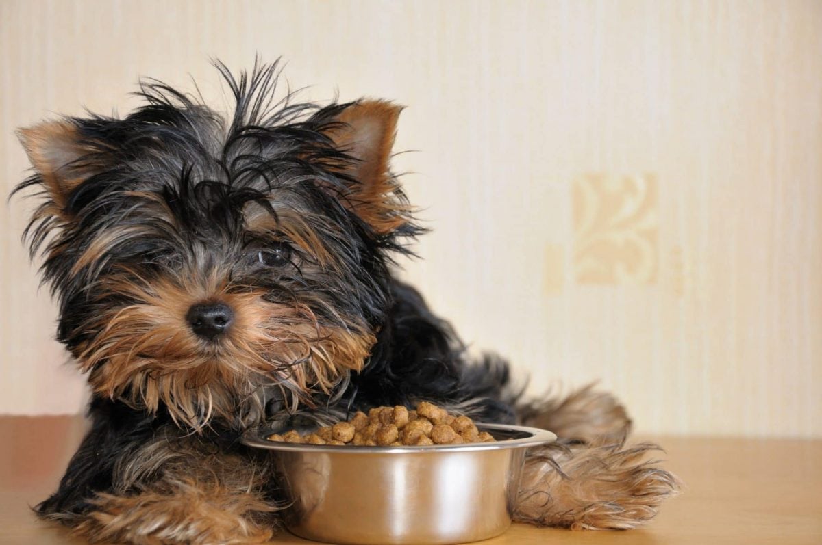 Best Food for Yorkies What to Feed Your Yorkshire Terrier