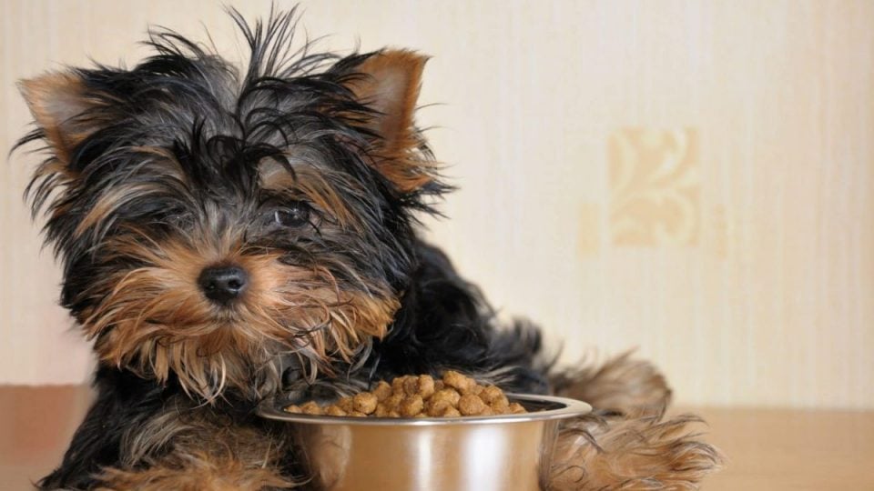 Yorkie laying by her food bowl
