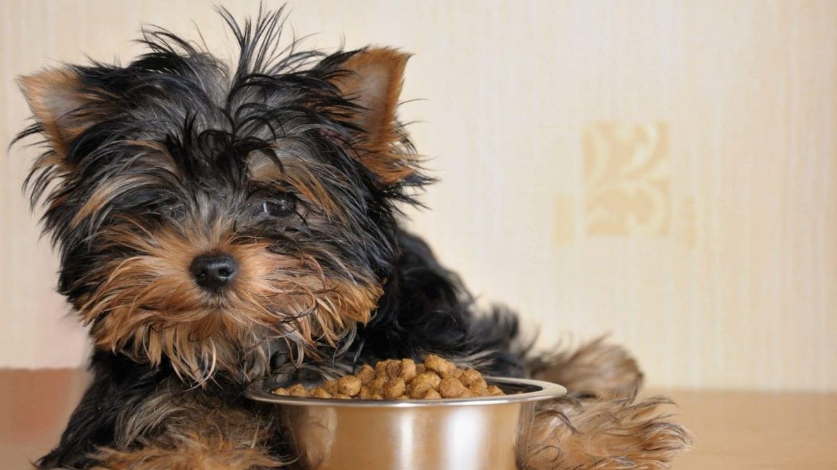 why is my yorkie not eating